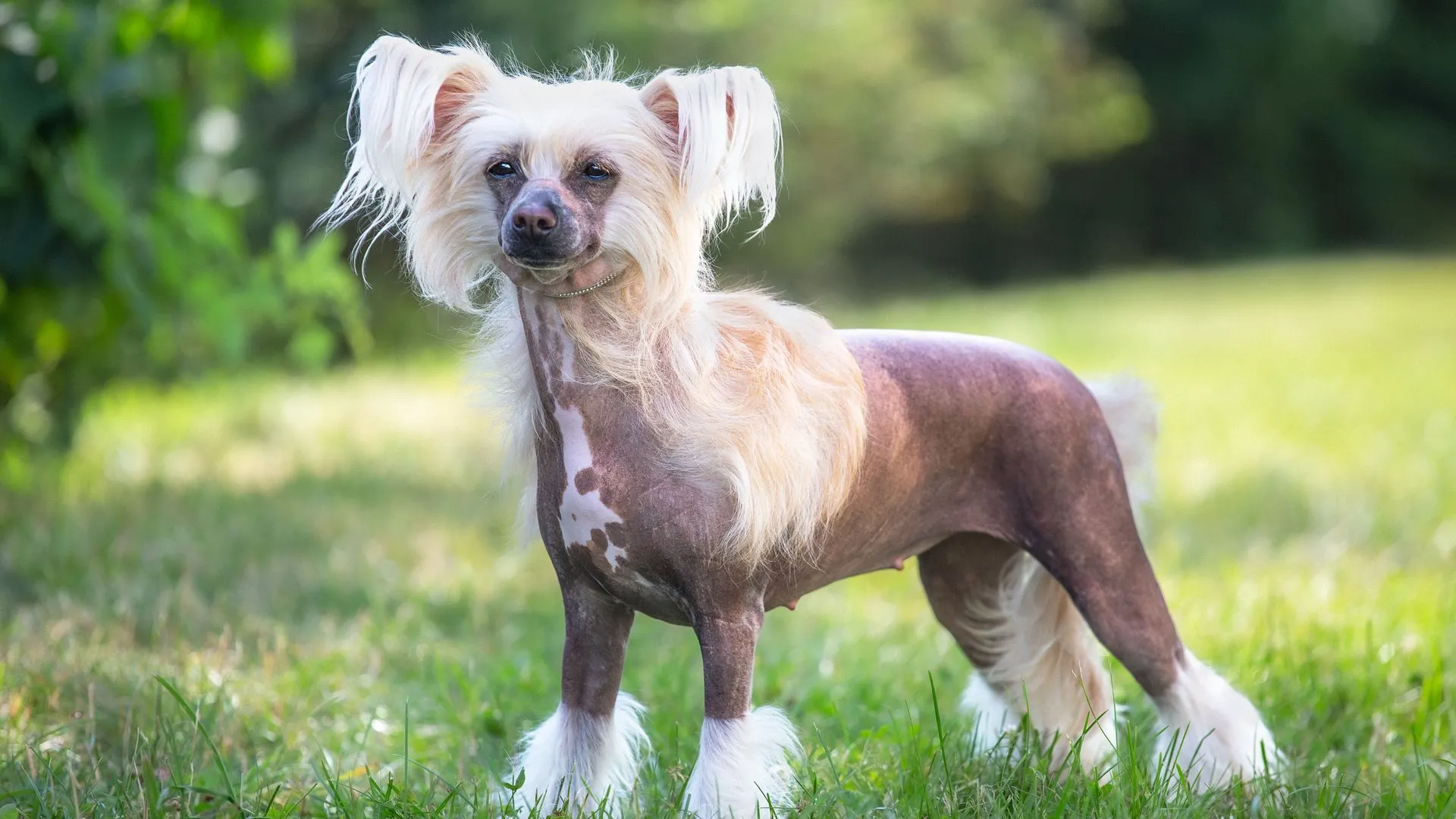 Chinese Crested